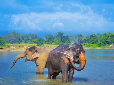 Elephant enjoying Sun Bath at Chitwan